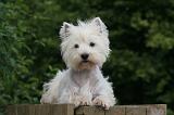 WESTIE 383